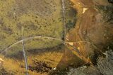 Jurassic Petrified Wood End-Cut - Henry Mountains, Utah #253710-1